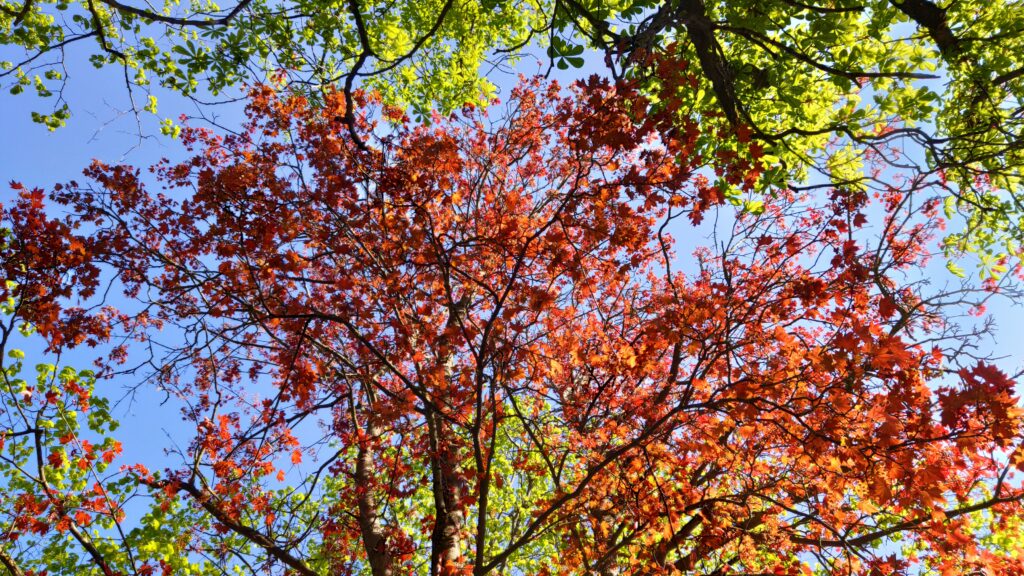 Kirjud lehed puu ladvas