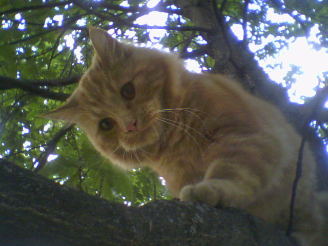 Kass puu oksal vaatab alla